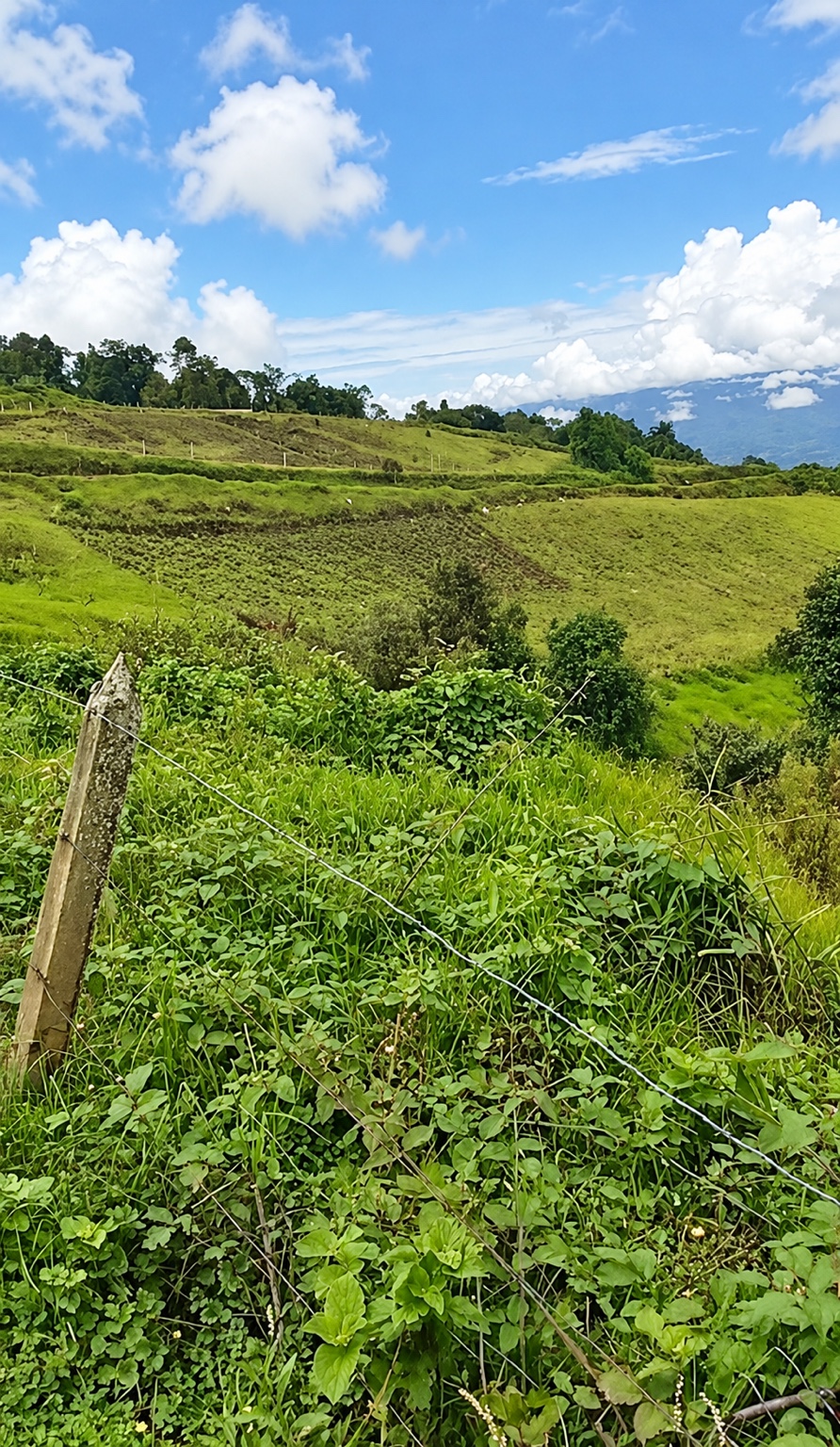 Áreas verdes y relieve del terreno