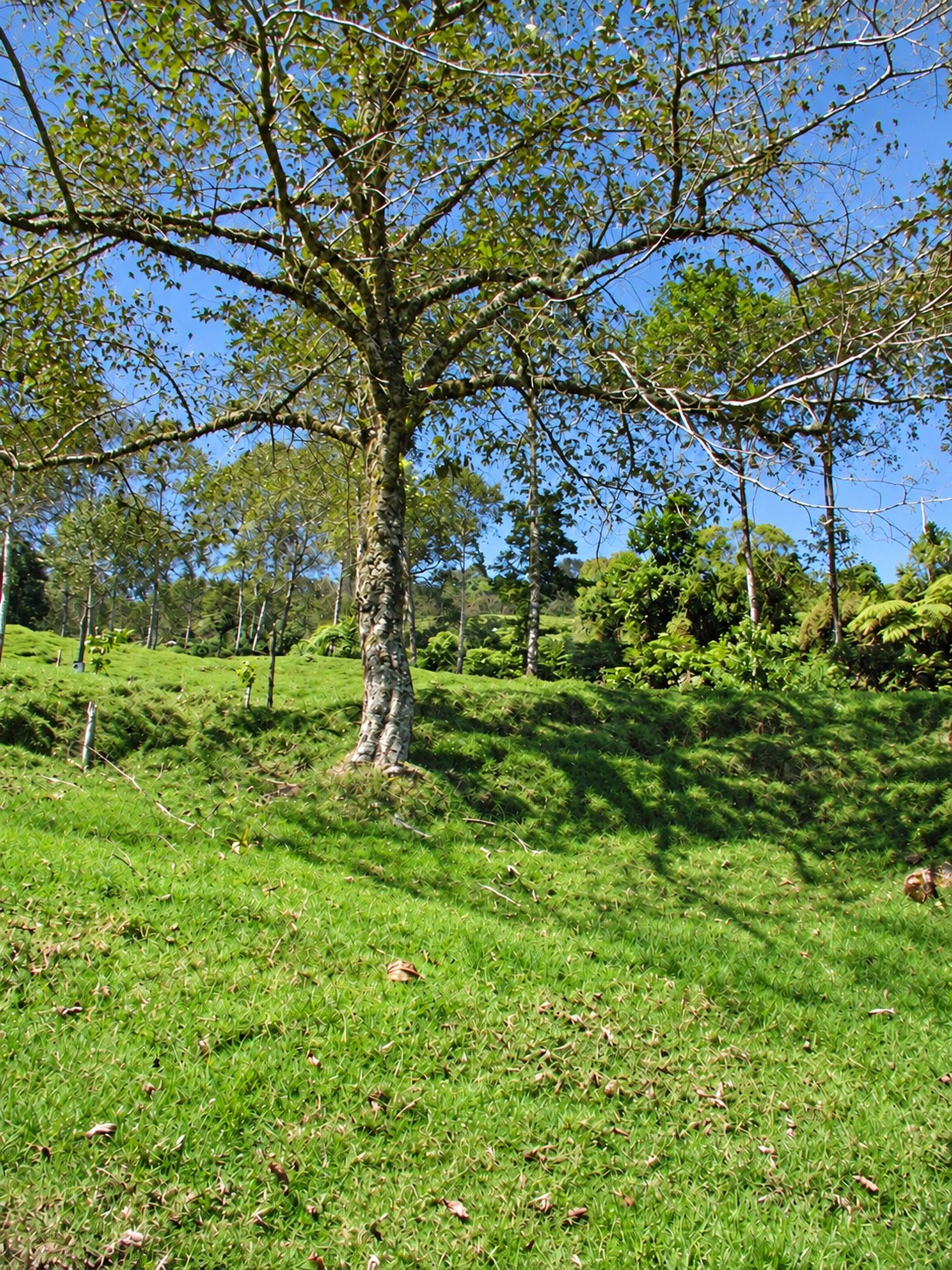 Árboles y vegetación del terreno