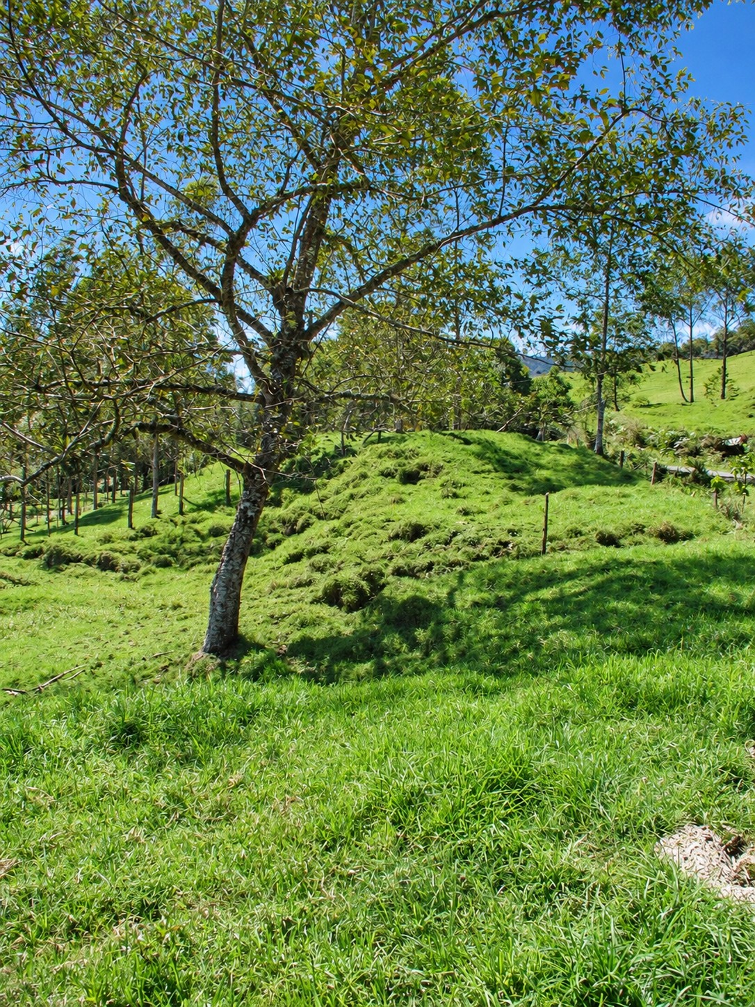Entorno natural del lote