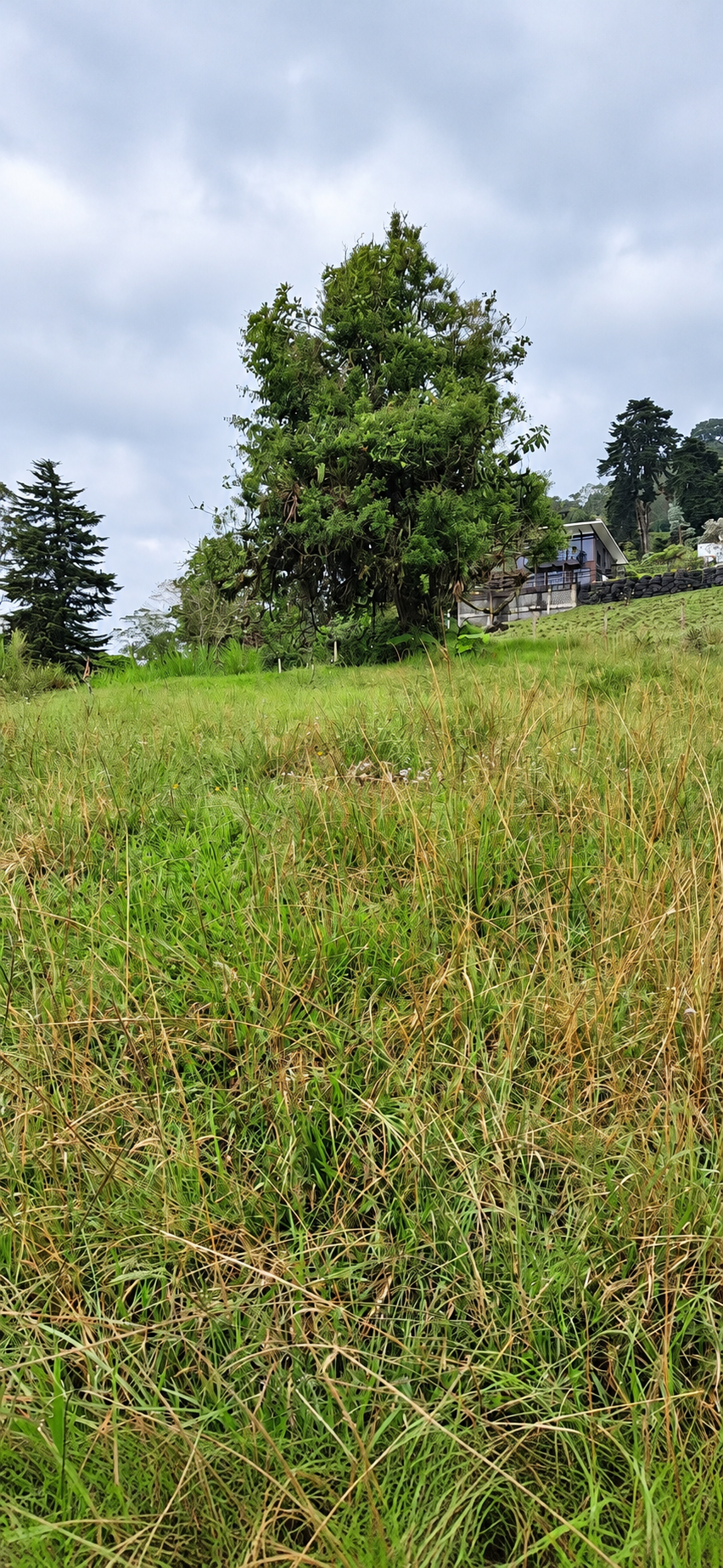 Otra vista del terreno y su árbol