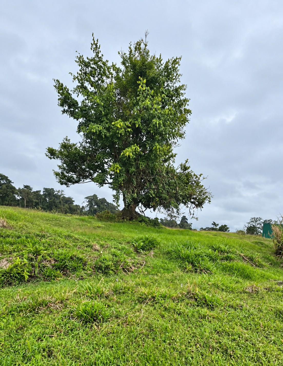 Árbol y terreno del lote de 1.250 m²