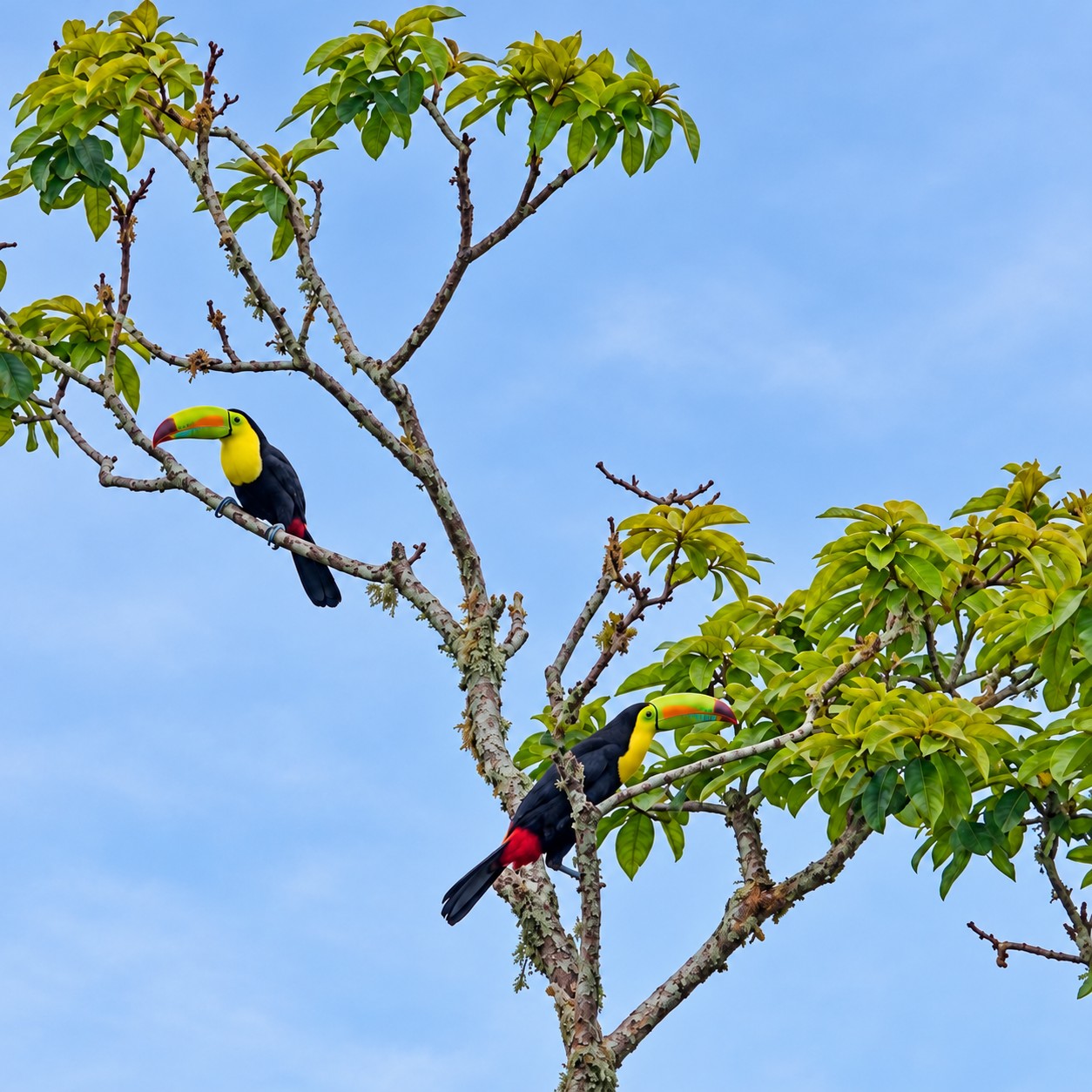 Dos tucanes entre los árboles en La Pastora de Turrialba