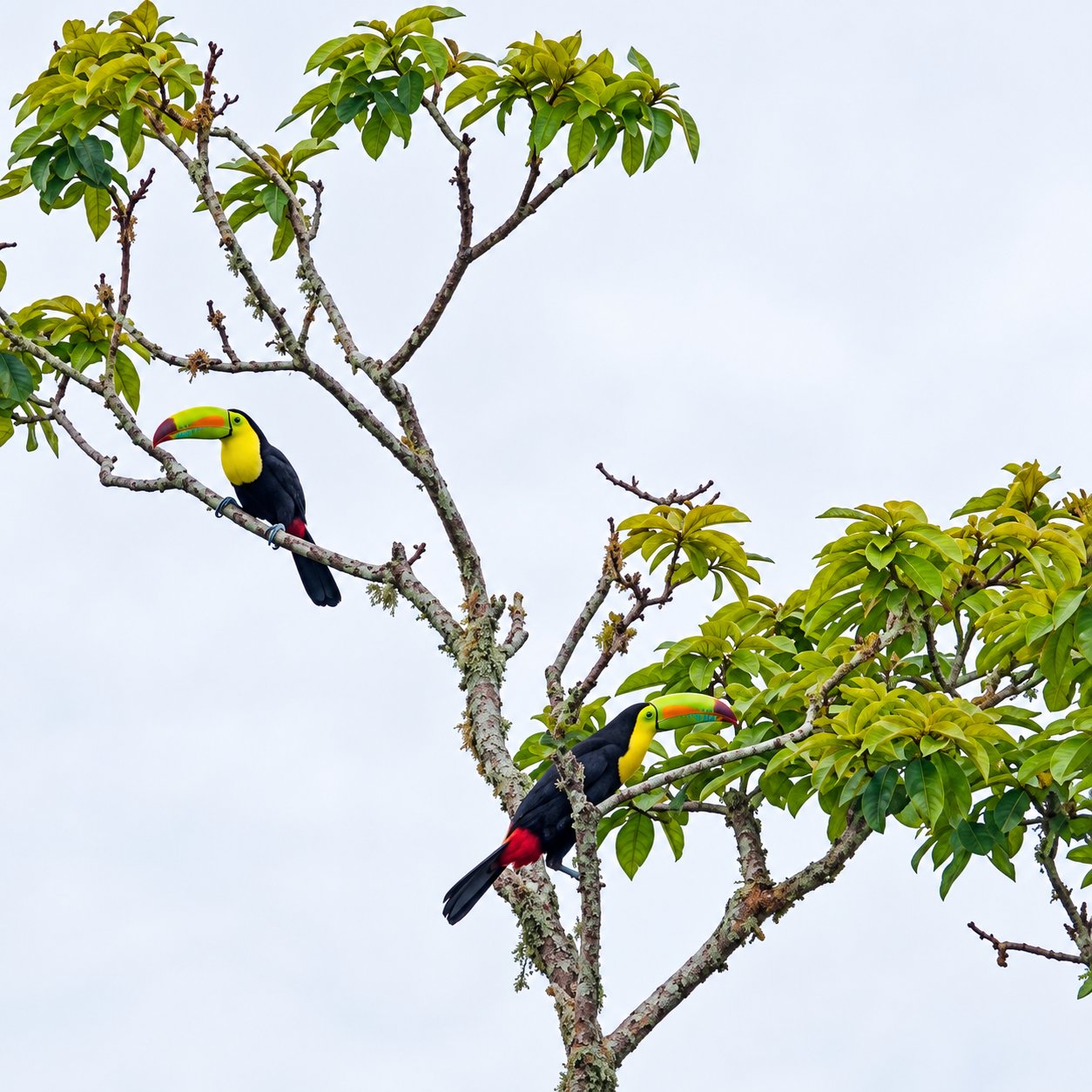 Dos tucanes entre los árboles en La Pastora de Turrialba