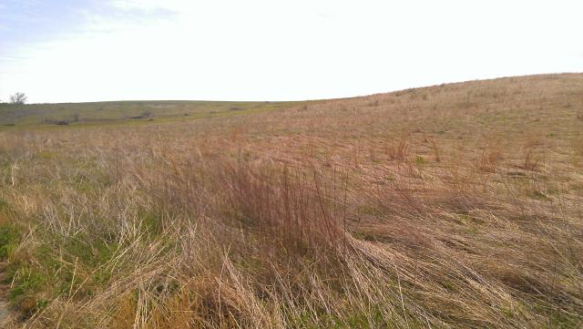 Tallgrass Prairie